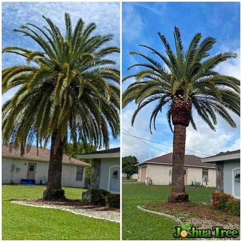 tree service cape coral|joshua tree trimming.